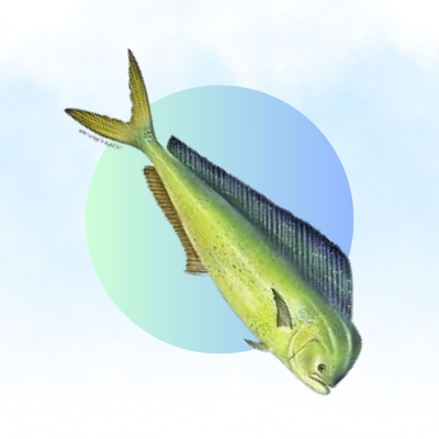 Mahi-mahi