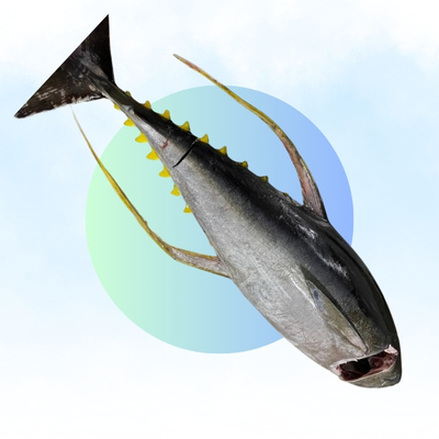 Yello Fin GG (Fresh)